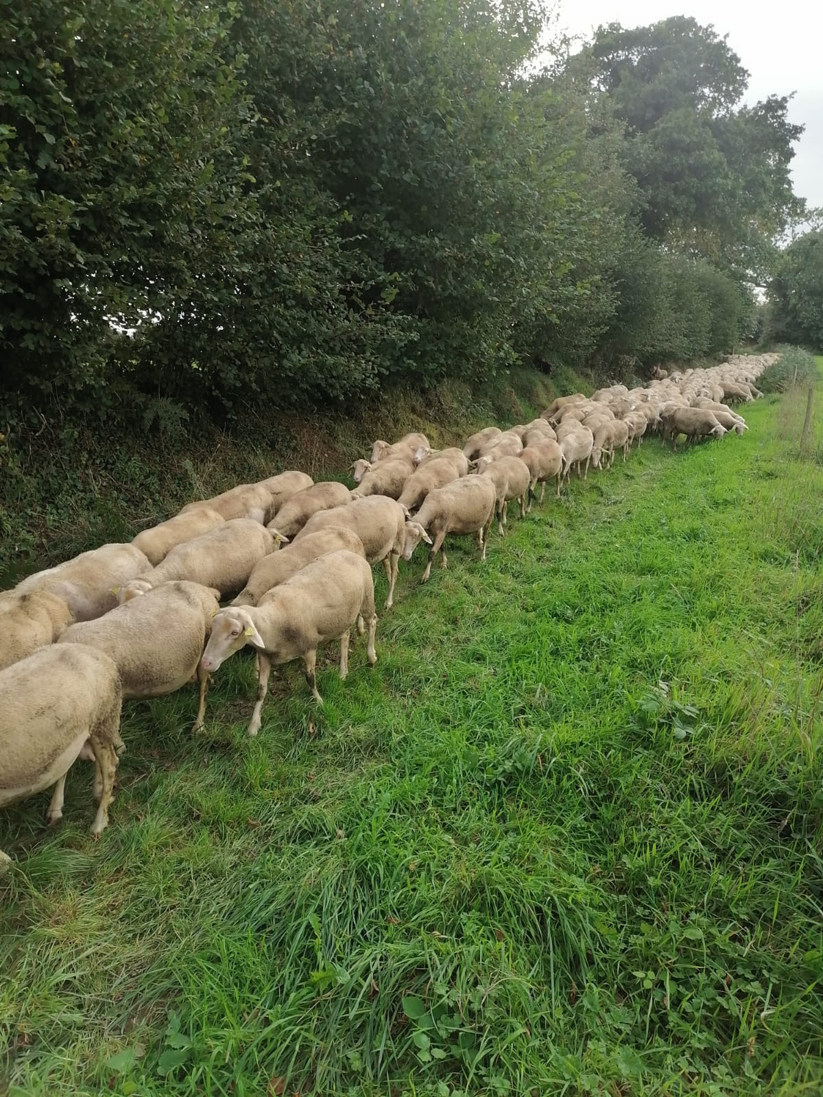 Brebis de la bergerie Brezih Lacaune