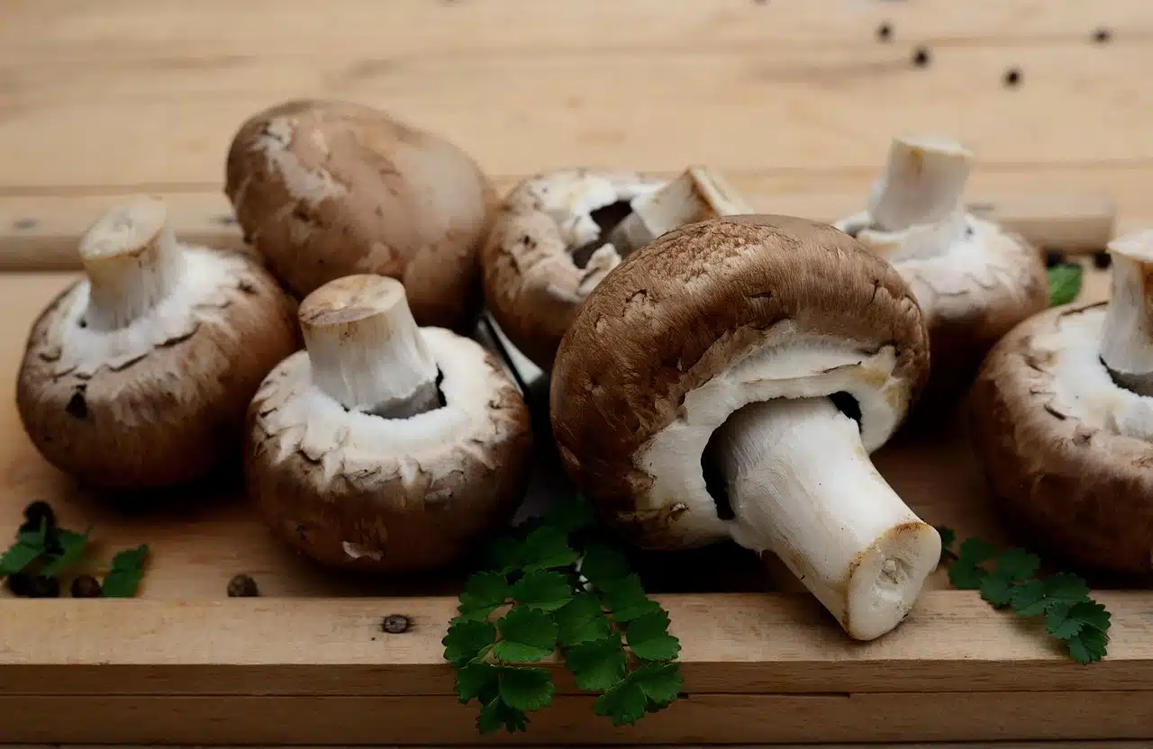 Champignons Champignons