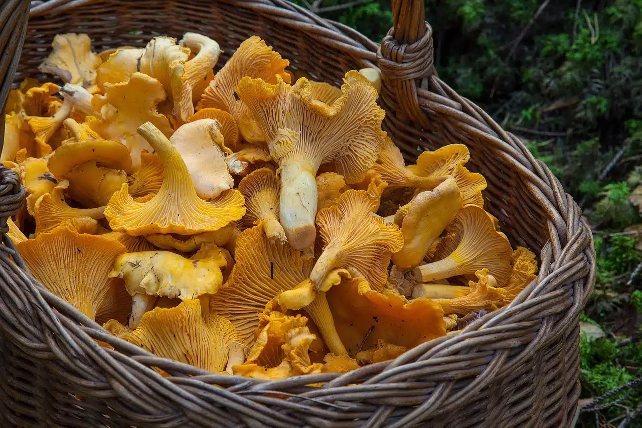 Champignons Champignons
